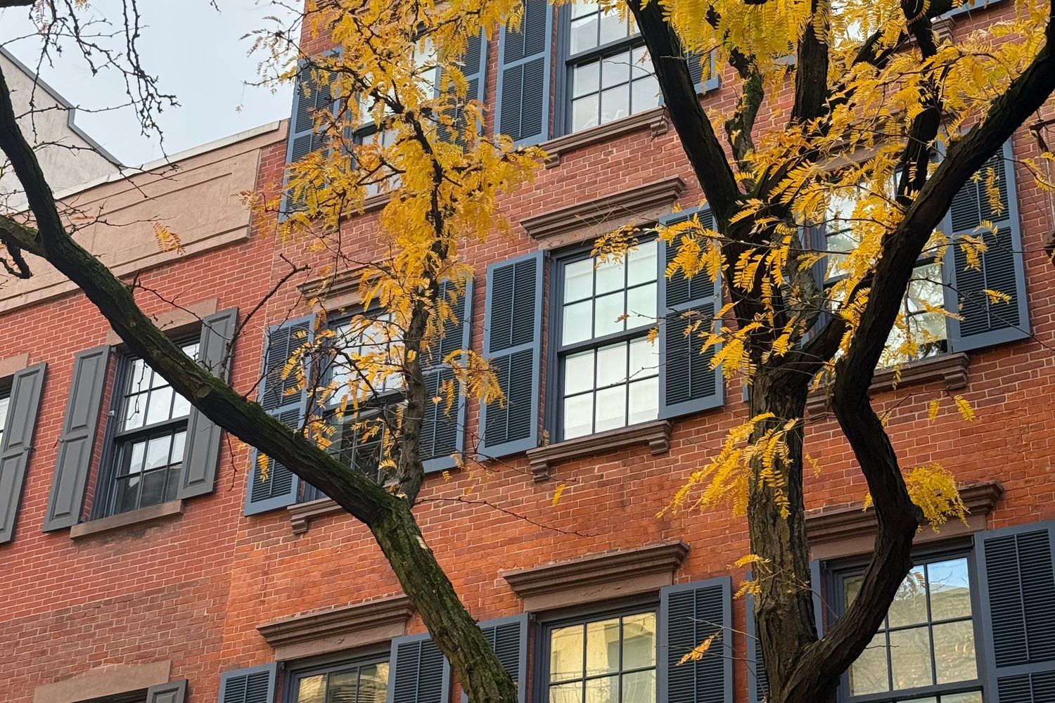 Red-brick building with navy shutters behind a tree with yellow fall leaves